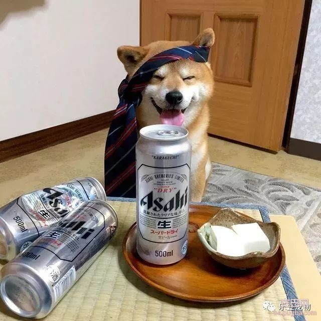 近日，一只柴犬因为会笑成为网红，网友：笑的这么美，不红都难！-22.jpeg