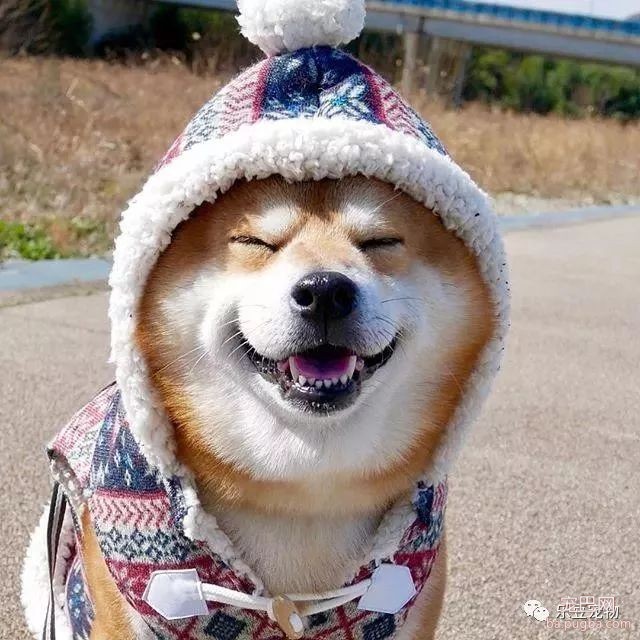 近日，一只柴犬因为会笑成为网红，网友：笑的这么美，不红都难！-21.jpeg