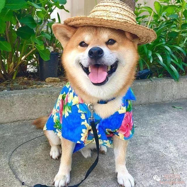 近日，一只柴犬因为会笑成为网红，网友：笑的这么美，不红都难！-19.jpeg