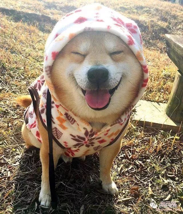 近日，一只柴犬因为会笑成为网红，网友：笑的这么美，不红都难！-18.jpeg