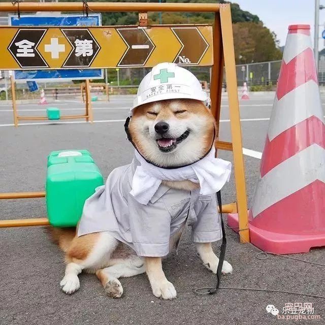 近日，一只柴犬因为会笑成为网红，网友：笑的这么美，不红都难！-20.jpeg