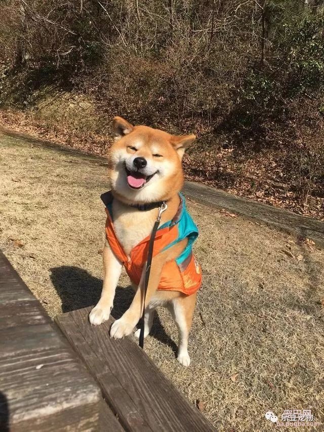 近日，一只柴犬因为会笑成为网红，网友：笑的这么美，不红都难！-17.jpeg