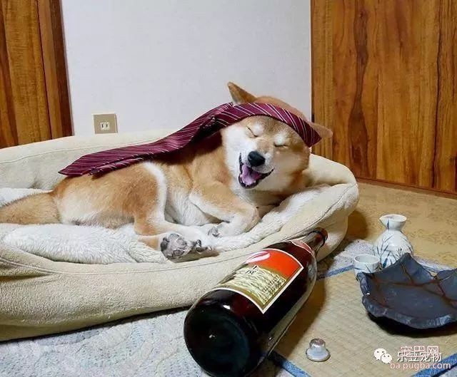 近日，一只柴犬因为会笑成为网红，网友：笑的这么美，不红都难！-23.jpeg