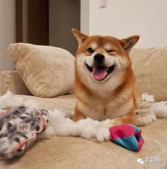 近日，一只柴犬因为会笑成为网红，网友：笑的这么美，不红都难！-24.jpeg