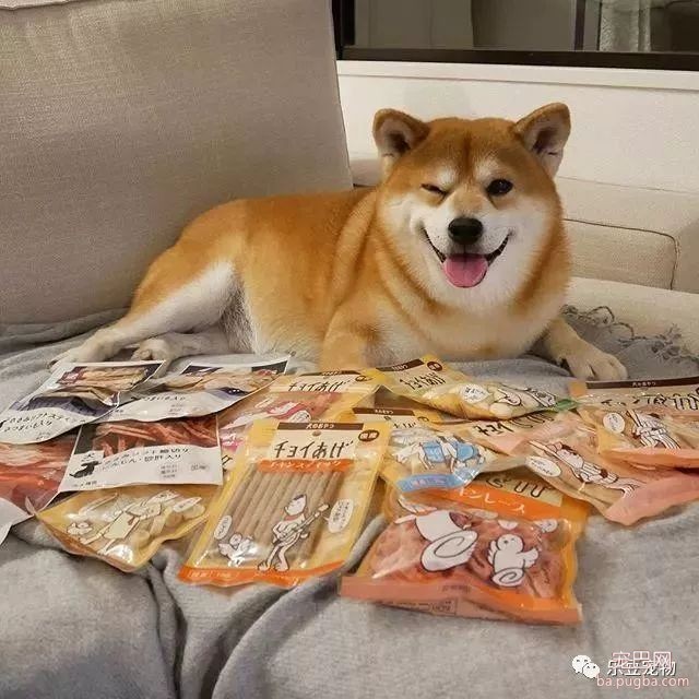 近日，一只柴犬因为会笑成为网红，网友：笑的这么美，不红都难！-32.jpeg