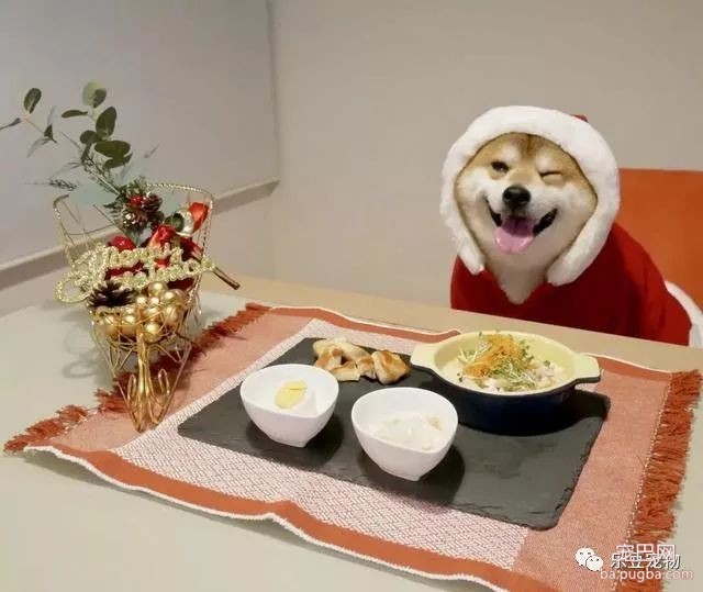 近日，一只柴犬因为会笑成为网红，网友：笑的这么美，不红都难！-33.jpeg