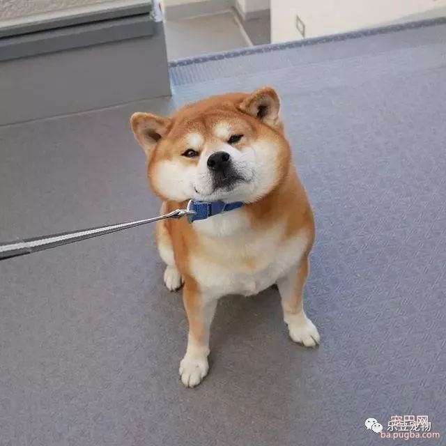 近日，一只柴犬因为会笑成为网红，网友：笑的这么美，不红都难！-27.jpeg