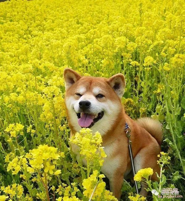 近日，一只柴犬因为会笑成为网红，网友：笑的这么美，不红都难！-34.jpeg