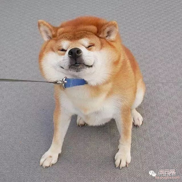 近日，一只柴犬因为会笑成为网红，网友：笑的这么美，不红都难！-30.jpeg