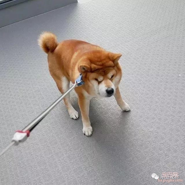 近日，一只柴犬因为会笑成为网红，网友：笑的这么美，不红都难！-29.jpeg