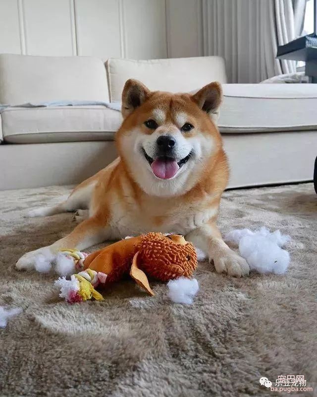 近日，一只柴犬因为会笑成为网红，网友：笑的这么美，不红都难！-25.jpeg