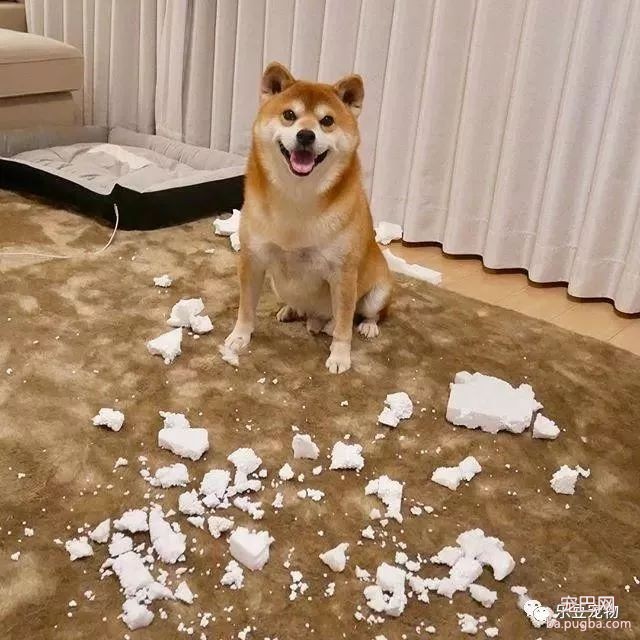 近日，一只柴犬因为会笑成为网红，网友：笑的这么美，不红都难！-26.jpeg