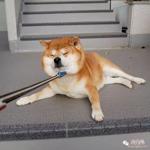 近日，一只柴犬因为会笑成为网红，网友：笑的这么美，不红都难！-31.jpeg