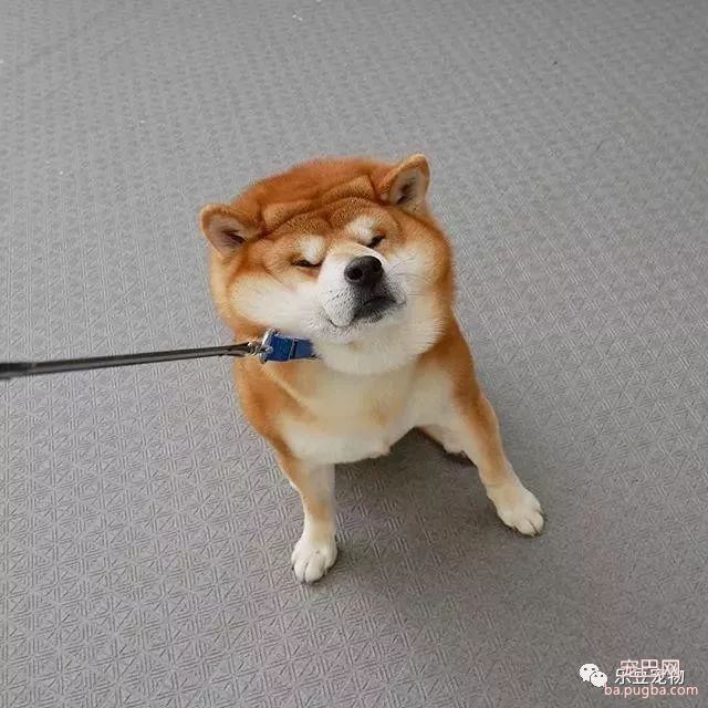 近日，一只柴犬因为会笑成为网红，网友：笑的这么美，不红都难！-28.jpeg