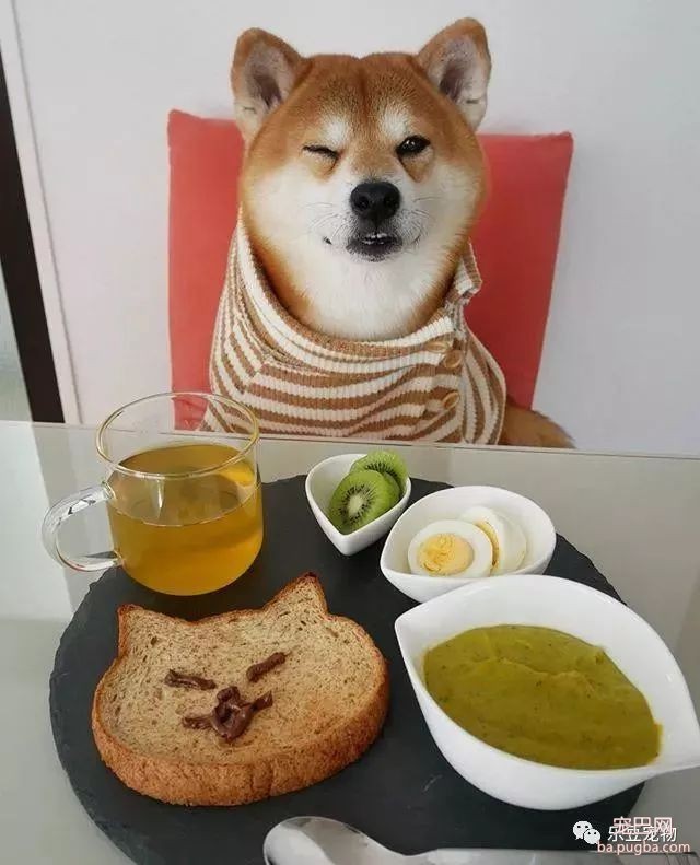 近日，一只柴犬因为会笑成为网红，网友：笑的这么美，不红都难！-35.jpeg