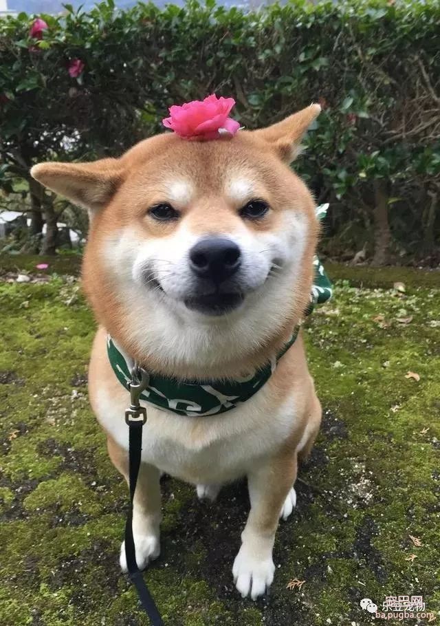 近日，一只柴犬因为会笑成为网红，网友：笑的这么美，不红都难！-37.jpeg