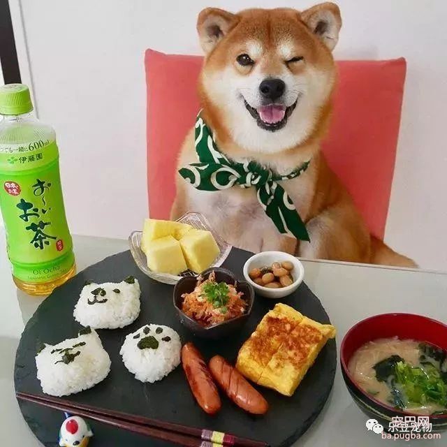 近日，一只柴犬因为会笑成为网红，网友：笑的这么美，不红都难！-36.jpeg