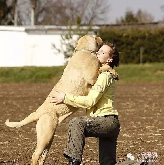 狗狗老扑人？四步方法帮你解决难题-1.jpeg