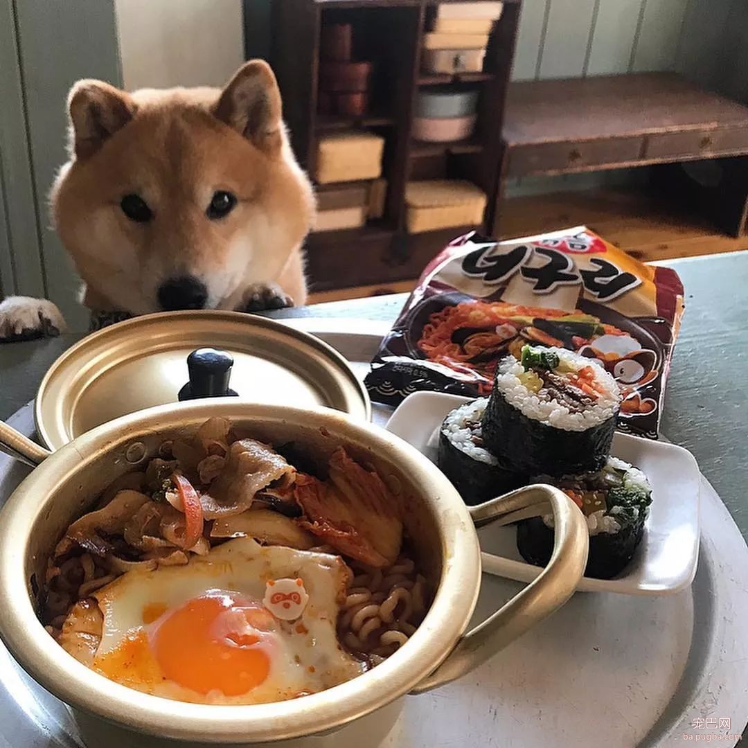 馋嘴柴犬走红！网友：“柴犬有了，我去学做饭”-1.jpeg