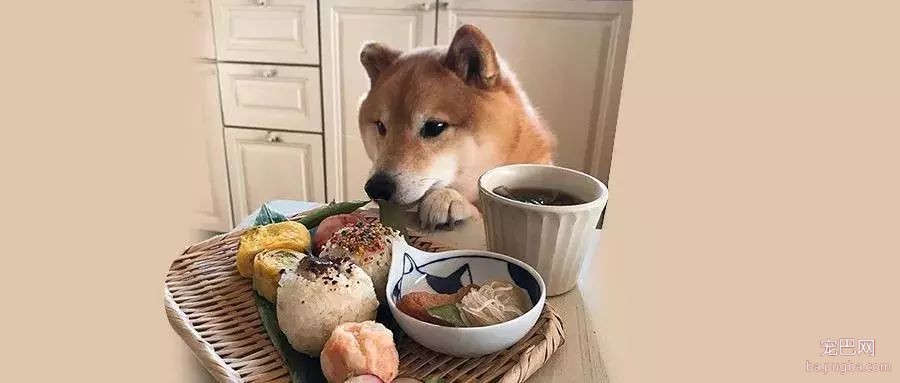馋嘴柴犬走红！网友：“柴犬有了，我去学做饭”-7.jpeg