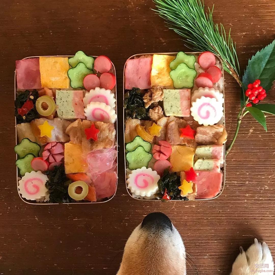 馋嘴柴犬走红！网友：“柴犬有了，我去学做饭”-2.jpeg
