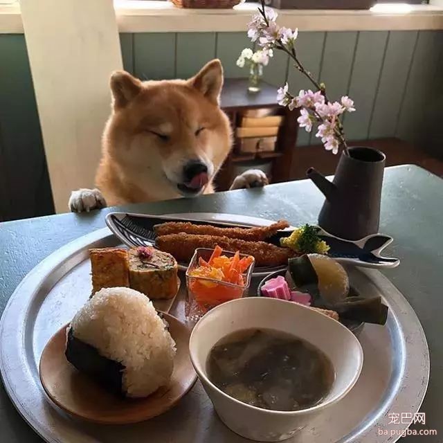 馋嘴柴犬走红！网友：“柴犬有了，我去学做饭”-6.jpeg