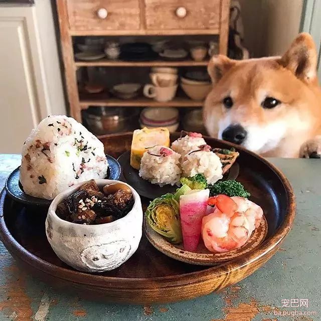 馋嘴柴犬走红！网友：“柴犬有了，我去学做饭”-4.jpeg