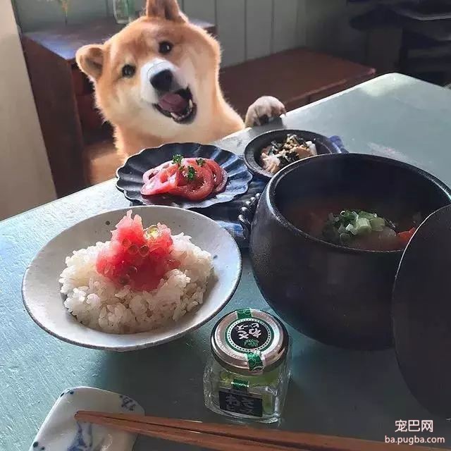 馋嘴柴犬走红！网友：“柴犬有了，我去学做饭”-5.jpeg