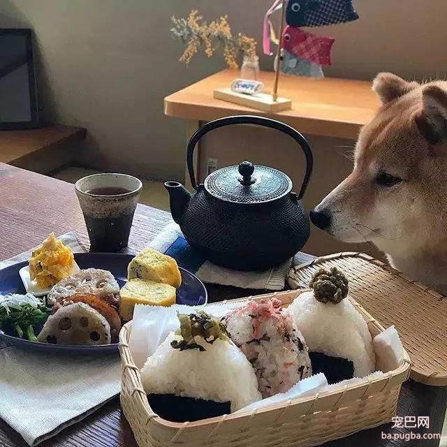 馋嘴柴犬走红！网友：“柴犬有了，我去学做饭”-8.jpeg