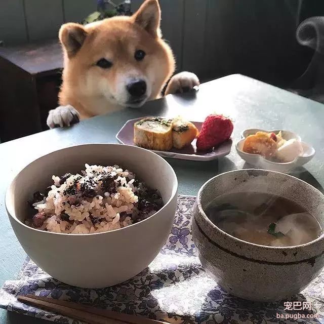 馋嘴柴犬走红！网友：“柴犬有了，我去学做饭”-16.jpeg