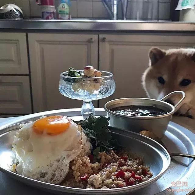 馋嘴柴犬走红！网友：“柴犬有了，我去学做饭”-10.jpeg