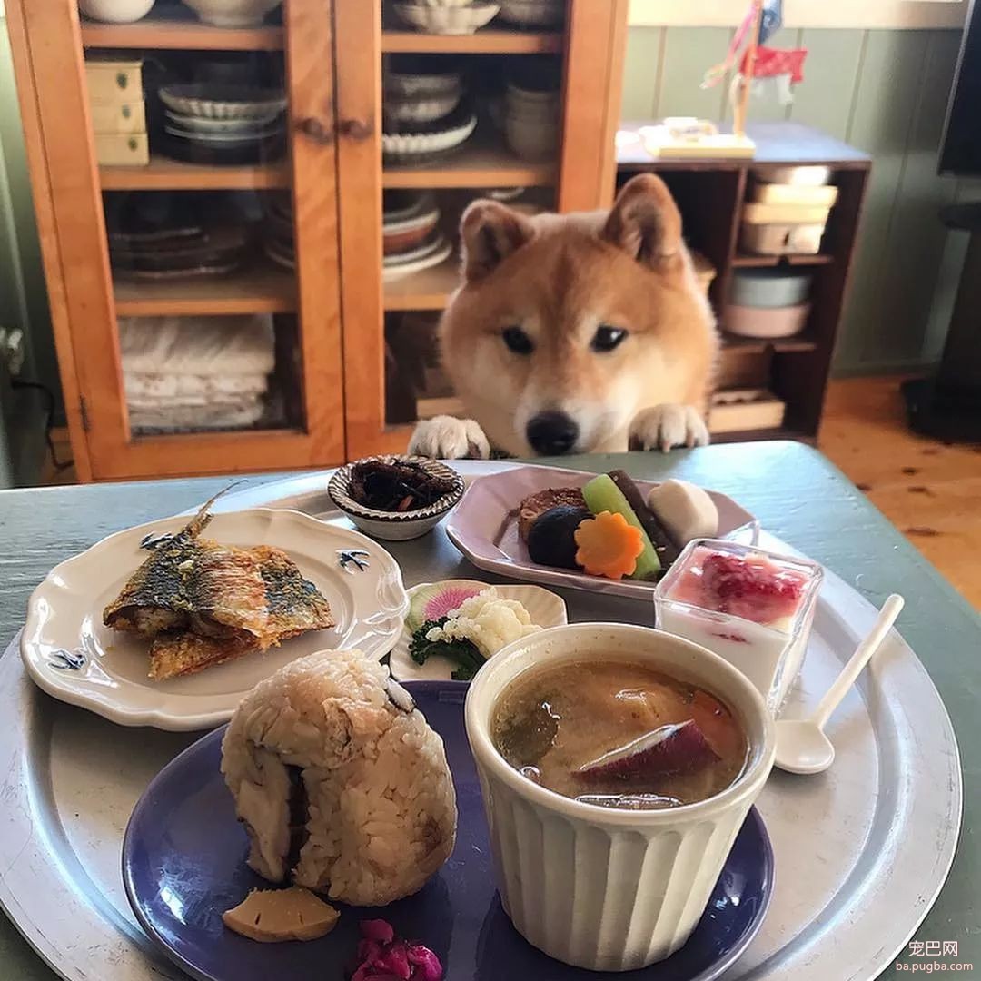 馋嘴柴犬走红！网友：“柴犬有了，我去学做饭”-15.jpeg
