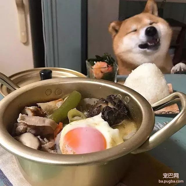 馋嘴柴犬走红！网友：“柴犬有了，我去学做饭”-17.jpeg