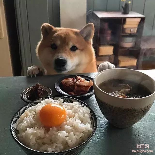 馋嘴柴犬走红！网友：“柴犬有了，我去学做饭”-18.jpeg