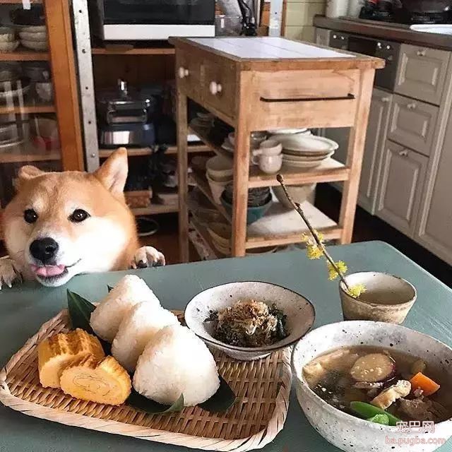馋嘴柴犬走红！网友：“柴犬有了，我去学做饭”-21.jpeg