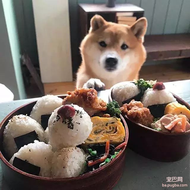 馋嘴柴犬走红！网友：“柴犬有了，我去学做饭”-20.jpeg