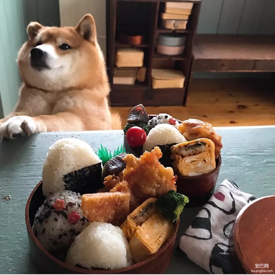 馋嘴柴犬走红！网友：“柴犬有了，我去学做饭”-22.jpeg