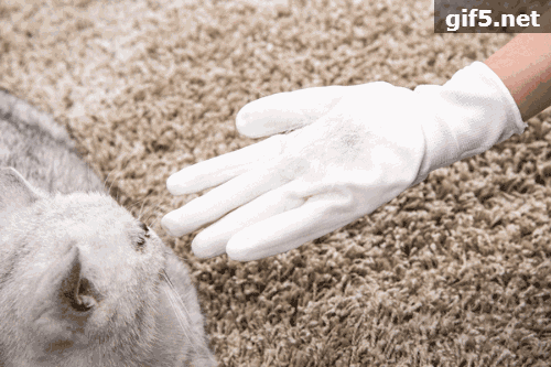 Furr off手套：养宠家庭去毛黑科技，首周下单88元用一年！-9.gif
