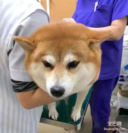 超胆小狗狗害怕打针，狗狗在兽医面前吓到挺尸……-2.jpg