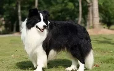 边境牧羊犬，全世界最聪明的狗！-1.jpeg