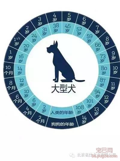 怎么鉴别狗狗的年龄？-4.jpeg