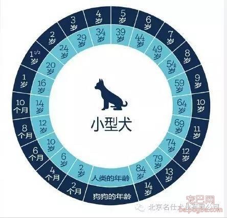 怎么鉴别狗狗的年龄？-2.jpeg
