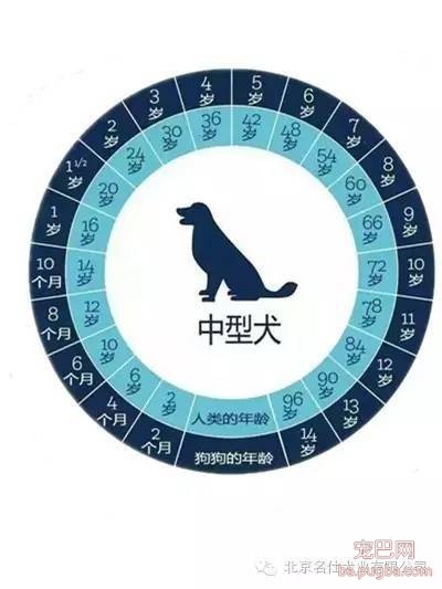 怎么鉴别狗狗的年龄？-3.jpeg