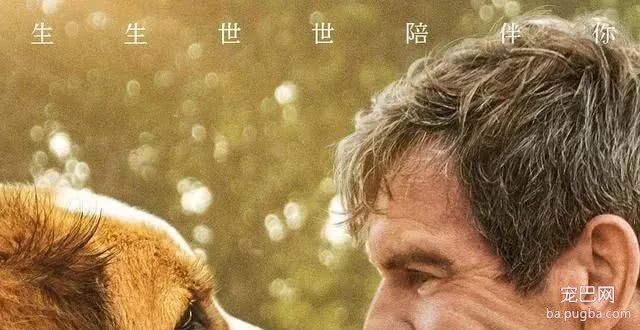 100只狗狗电影院看电影，你怎么看？-4.jpeg