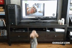 100只狗狗电影院看电影，你怎么看？-5.gif