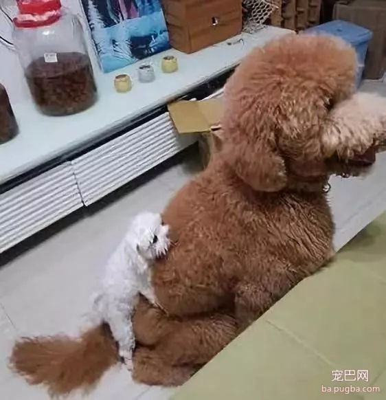 主人好心领养小狗，没想到竟是“引狼入室”！-2.jpg