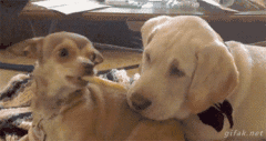 主人好心领养小狗，没想到竟是“引狼入室”！-10.gif
