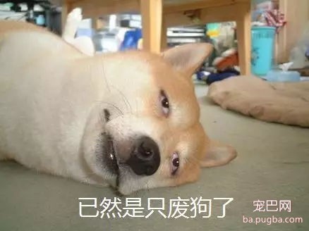 主人好心领养小狗，没想到竟是“引狼入室”！-7.jpg