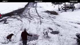 主人倒车撞向吉娃娃，边牧看到后，瞬间冲出救下好友...-1.gif