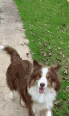 主人倒车撞向吉娃娃，边牧看到后，瞬间冲出救下好友...-7.gif
